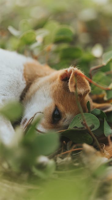 Cute Pets - A relaxing dog nestled among lush green leaves, #11094203