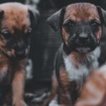 Cute Pets - Heartwarming close-up of two puppies with a soft #11520745