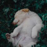 Cute Pets - Cute puppy sleeping peacefully amidst a bed of g #11552612