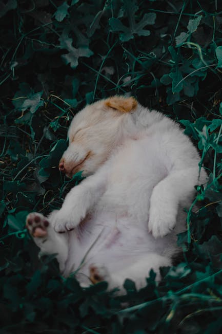 Cute Pets - Cute puppy sleeping peacefully amidst a bed of g #11552612