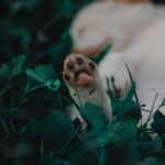 Cute Pets - A soft puppy paw rests amid lush greenery, captu #11552616