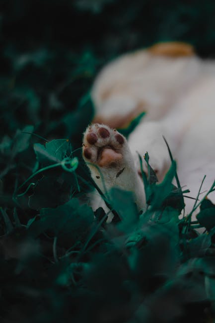 Cute Pets - A soft puppy paw rests amid lush greenery, captu #11552616