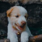 Cute Pets - Charming young puppy looking happy outdoors, sho #11596516