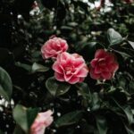 Flowers & Plants - A close-up view of vibrant pink camellia flowers #11788735