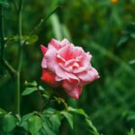 Flowers & Plants - Close up of a vibrant pink rose blooming outdoor #16484191
