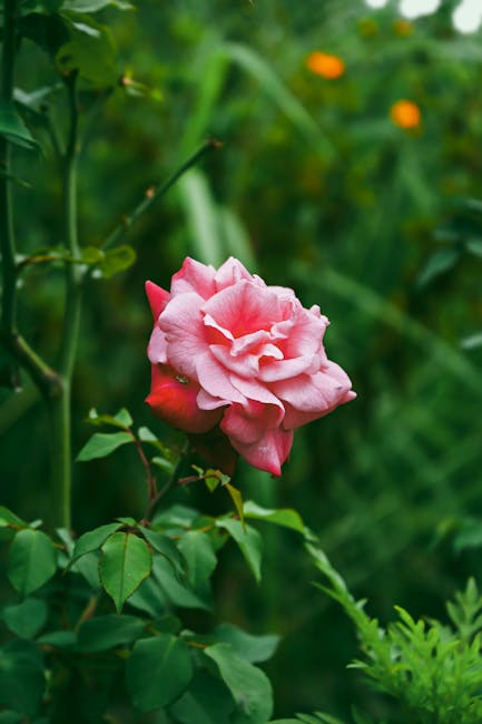 Flowers & Plants - Close up of a vibrant pink rose blooming outdoor #16484191
