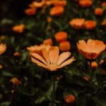 Flowers & Plants - A beautiful display of orange marigold flowers i #16560412