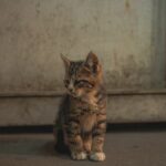 Cute Pets - Adorable kitten sitting on the ground with a rus #16993516