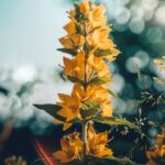 Flowers & Plants - Close-up of a vibrant yellow loosestrife flower #17155438