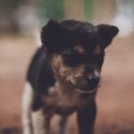 Cute Pets - Cute puppy captured outdoors with a warm, soft f #1799672