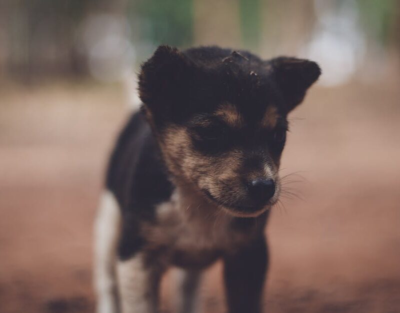 Cute Pets - Cute puppy captured outdoors with a warm, soft f #1799672