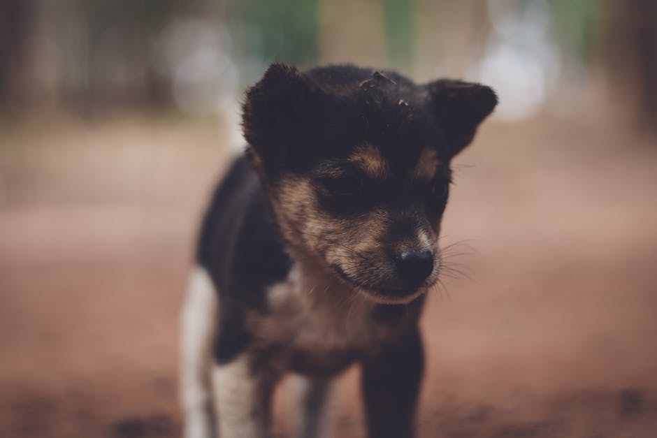 Cute Pets - Cute puppy captured outdoors with a warm, soft f #1799672