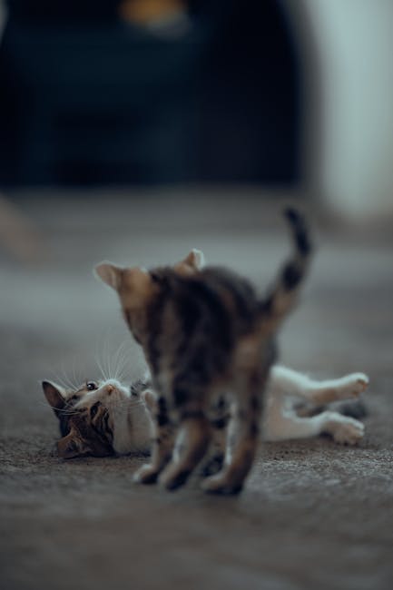 Cute Pets - Two kittens playfully interact indoors, showcasi #18110590