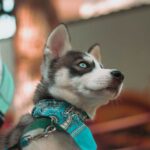 Cute Pets - Close-up of a Siberian Husky puppy wearing a tur #19049996
