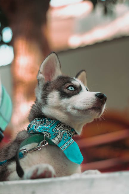 Cute Pets - Close-up of a Siberian Husky puppy wearing a tur #19049996