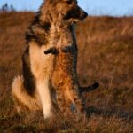 Cute Pets - A dog and cat enjoy a warm embrace on a grassy h #19490692