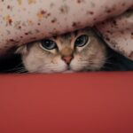 Cute Pets - Charming image of a cat peeking curiously from u #20444623