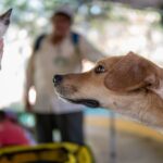 Cute Pets - A curious dog examines a cute kitten against a c #20736349