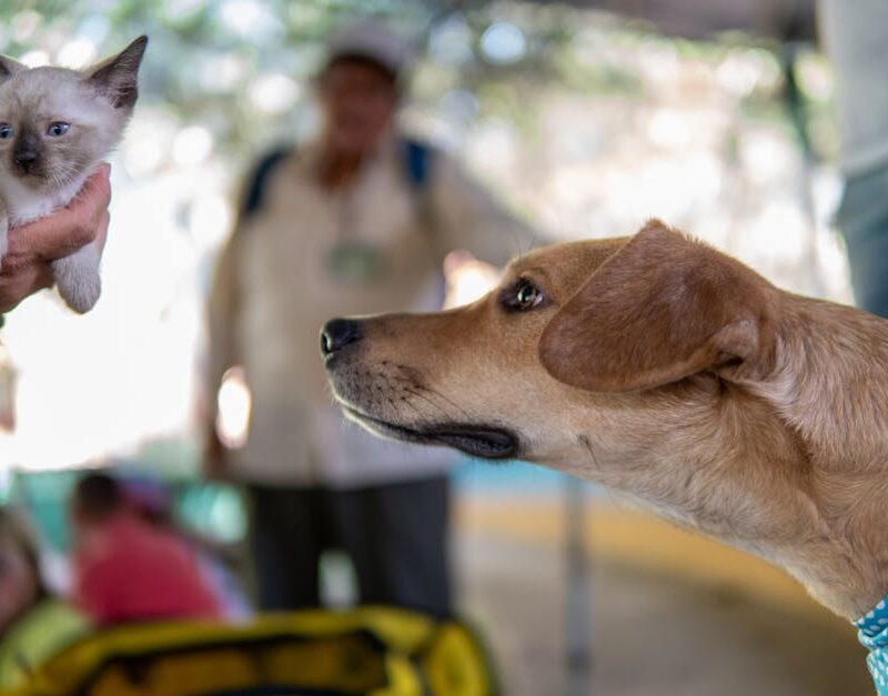 Cute Pets - A curious dog examines a cute kitten against a c #20736349