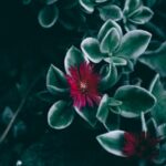 Flowers & Plants - Dramatic close-up of aptenia flowers with dark g #21242091