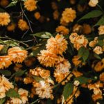 Flowers & Plants - Close-up of Japanese Kerria pleniflora flowers i #23196587