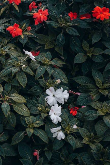 Flowers & Plants - Discover vibrant red and white flowers nestled a #25946631