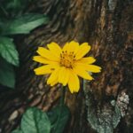 Flowers & Plants - Close-up of a vibrant yellow flower with fresh g #26648537