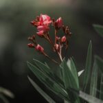 Flowers & Plants - Close-up of pink oleander flowers blooming with #27427281