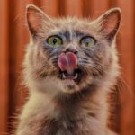 Cute Pets - Adorable cat with tongue out, bright eyes, and f #27914543