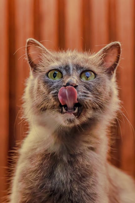 Cute Pets - Adorable cat with tongue out, bright eyes, and f #27914543