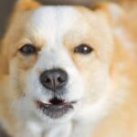 Cute Pets - Adorable close-up portrait of a smiling Corgi wi #27920282
