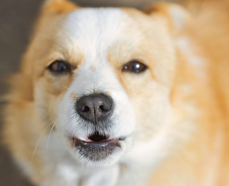 Cute Pets - Adorable close-up portrait of a smiling Corgi wi #27920282