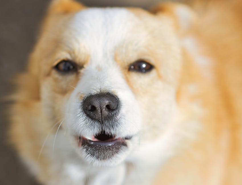 Cute Pets - Adorable close-up portrait of a smiling Corgi wi #27920282