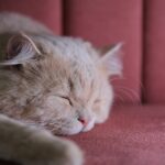 Cute Pets - Close-up of a fluffy Persian cat sleeping on a p #28886347