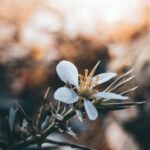 Flowers & Plants - A serene close-up of a white flower with a soft- #29131128