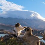 Cute Pets - A cat and puppy playing on a rock with a mountai #29507137