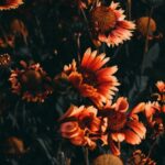 Flowers & Plants - Artistic view of vibrant orange flowers against #30336869