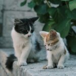 Cute Pets - Adorable kittens exploring a stone wall outdoors #32631284