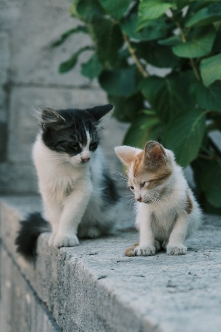 Cute Pets - Adorable kittens exploring a stone wall outdoors #32631284