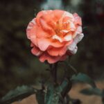 Flowers & Plants - Stunning close-up of an orange rose in full bloo #32789769