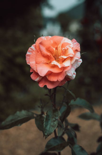 Flowers & Plants - Stunning close-up of an orange rose in full bloo #32789769