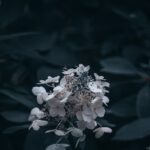 Flowers & Plants - A dark, moody close-up of white hydrangea flower #33684180