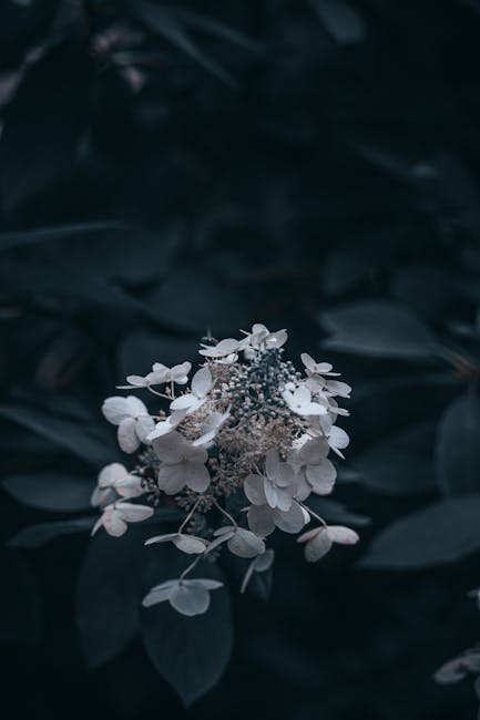 Flowers & Plants - A dark, moody close-up of white hydrangea flower #33684180