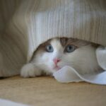 Cute Pets - Cute Ragdoll cat with blue eyes peeking out from #34548188