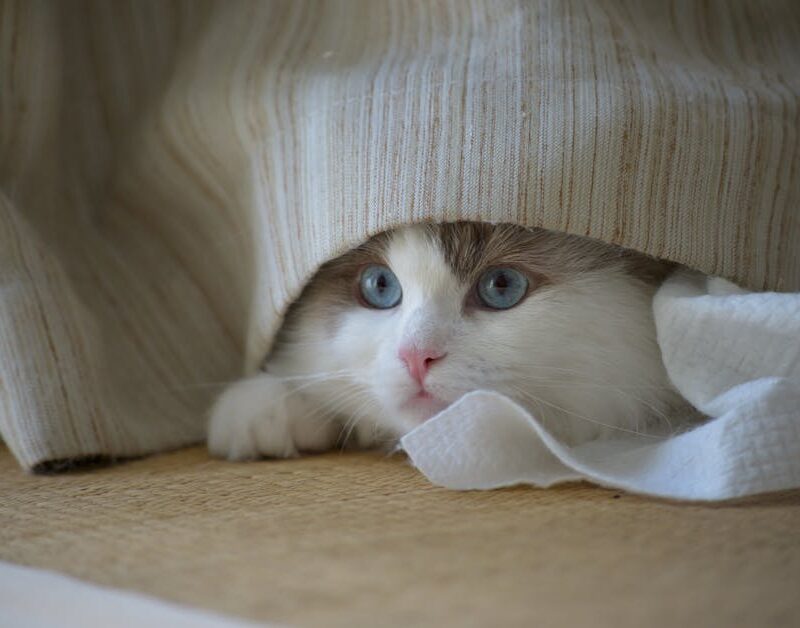 Cute Pets - Cute Ragdoll cat with blue eyes peeking out from #34548188