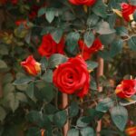 Flowers & Plants - Beautiful red roses in full bloom with lush gree #34654863