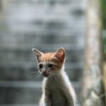 Cute Pets - Cute orange kitten sitting on stone steps, stari #34786786