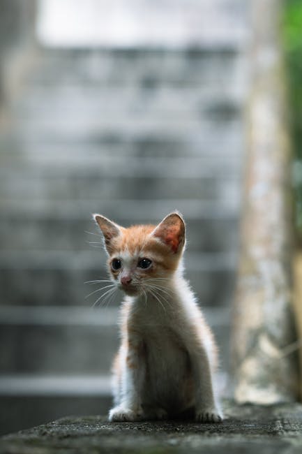 Cute Pets - Cute orange kitten sitting on stone steps, stari #34786786