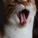 Cute Pets - A detailed close-up of a yawning orange and whit #34970033