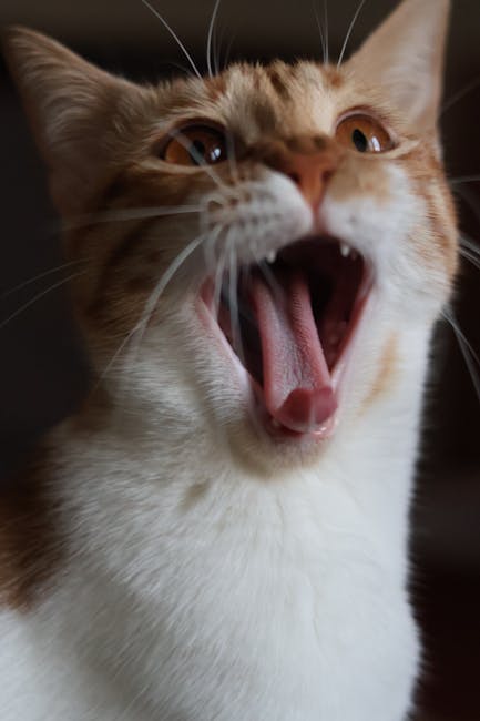 Cute Pets - A detailed close-up of a yawning orange and whit #34970033